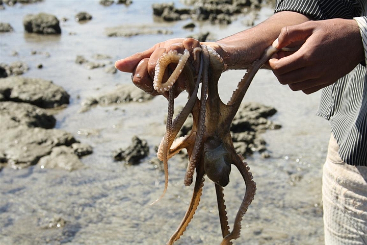 Octopus narara marine national park 