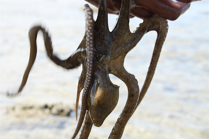 Octopus marine wildlife