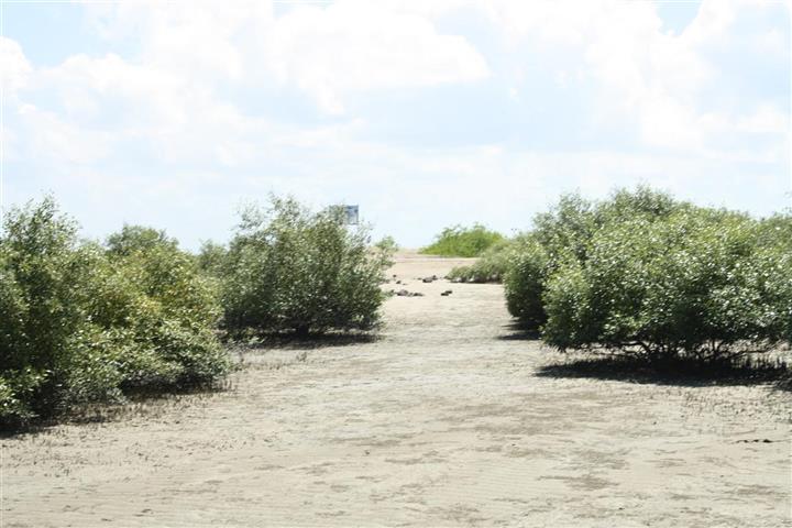 mangroves narara marine national park