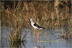 black_winged_stilt