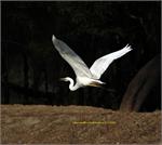 large_egret_flying