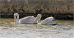 pelicans