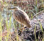 pond_heron