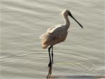 spoonbill