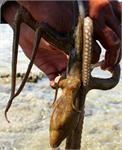 i_octopus