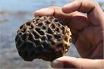m_coral