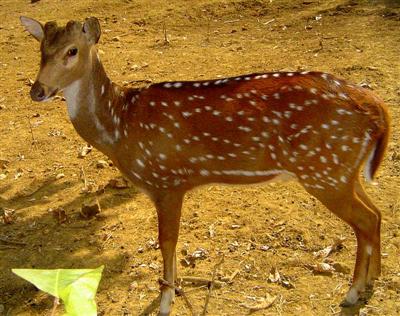 Wildlife national parks in Jharkhand