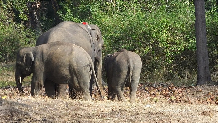 Dubare Elephant Camp Sanctuary in Coorg