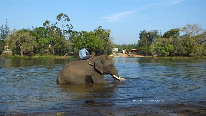 Dubare Elephant Camp Madikeri