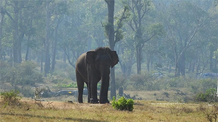 dubare elephant camp