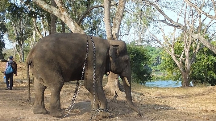 dubare elephant camp