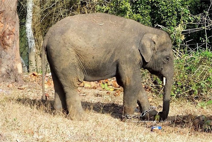 dubare elephant camp 