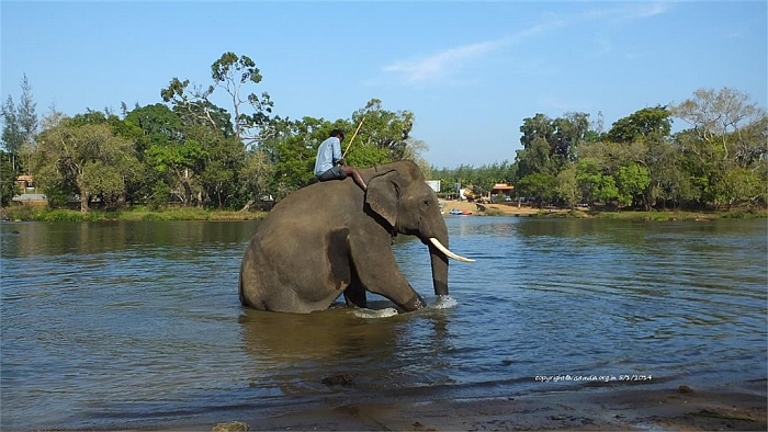 dubare elephant camp