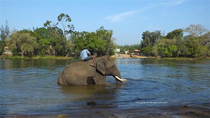 dubare elephant camp