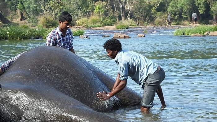 dubare elephant camp