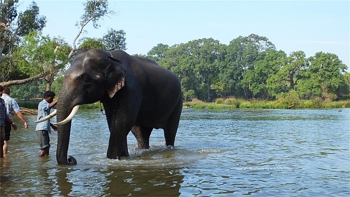 dubare elephant camp