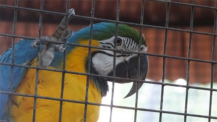 Blue and yellow macaw pilicula