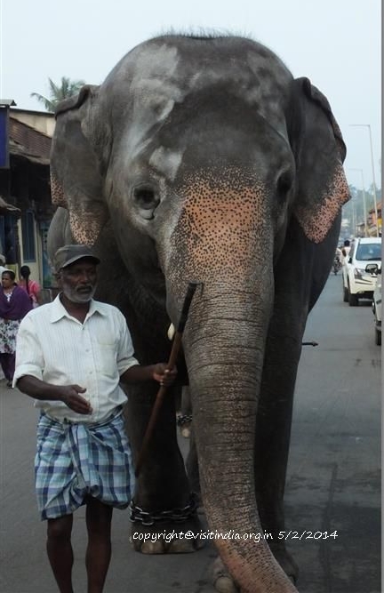 baby elephant in sringeri