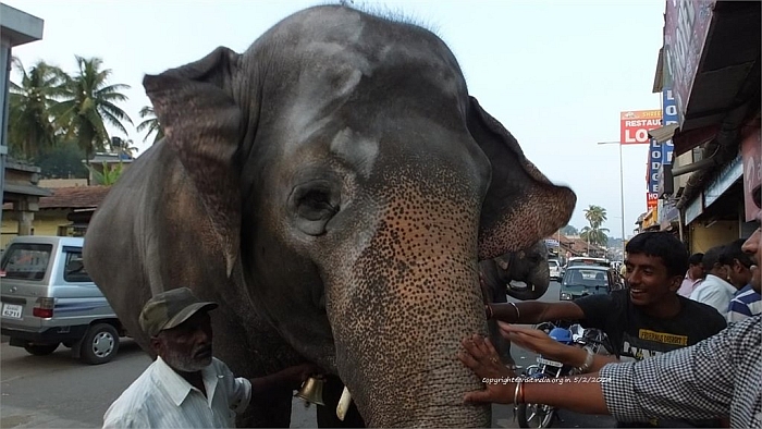 elephant on the roads of sringeri