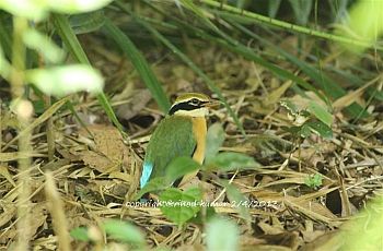 indian pitta