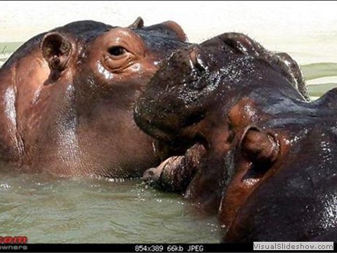 ze_hippos chatbir chandigarh