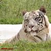 zc_white tiger chatbir chandigarh
