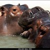 ze_hippos chatbir chandigarh