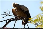 b_vulture