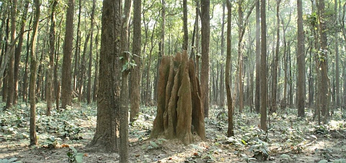 Sitabani Reserve forest anthill